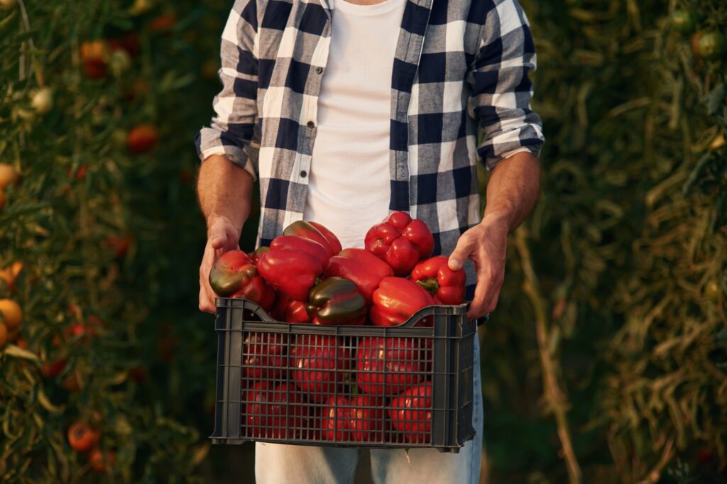 Close up view of man in garden that is collecting pepper