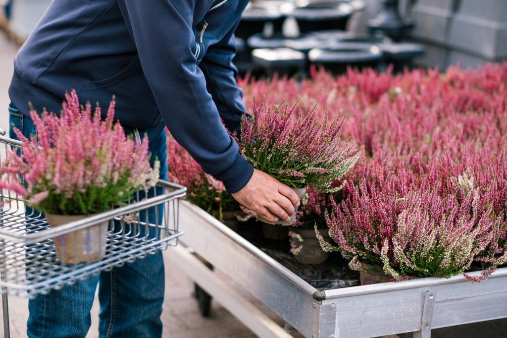 man gardener shopping in garden center, buying calluna flower