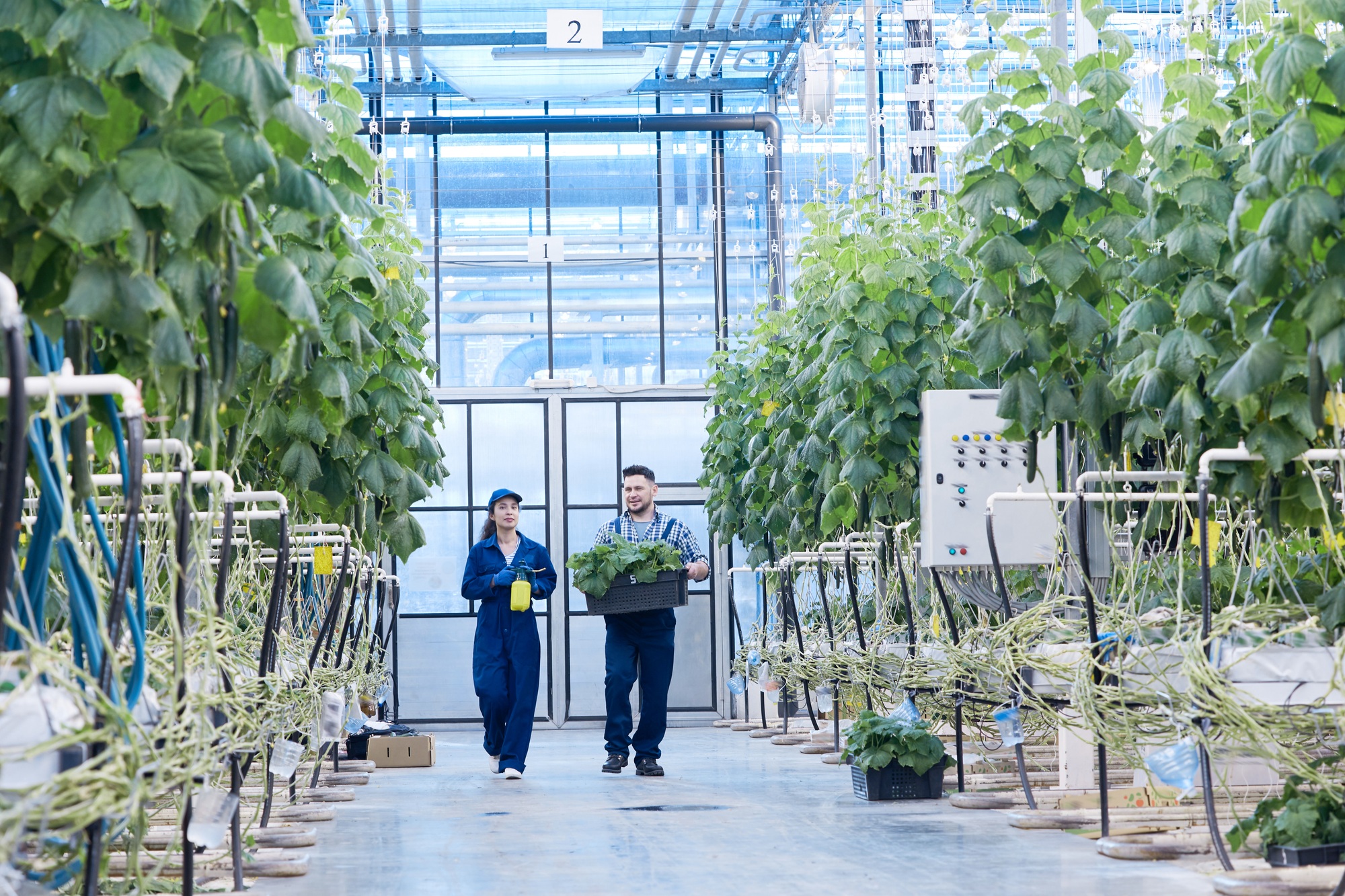 Workers Walking in Modern Plantation