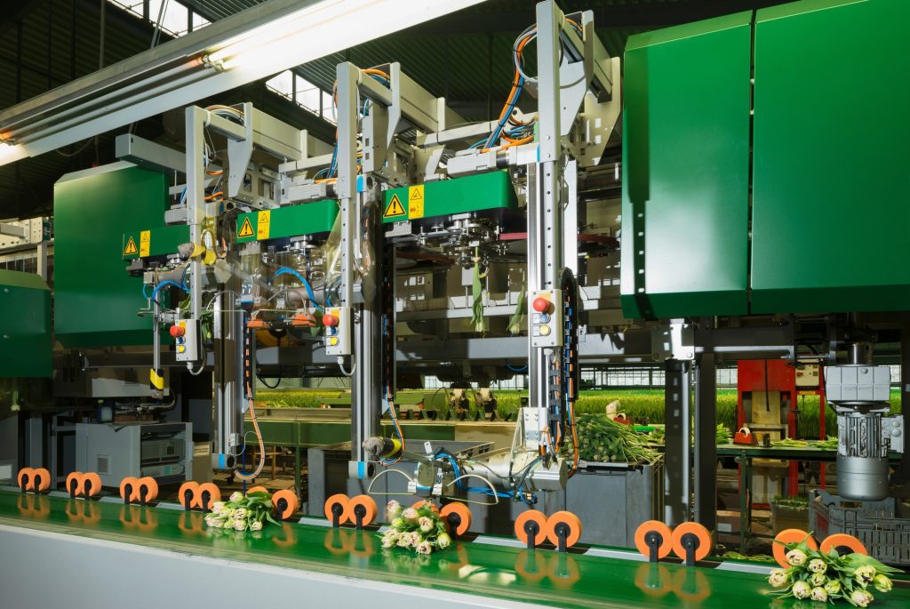 Machine to cut tulips to correct length